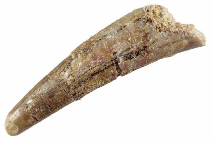Fossil Pterosaur (Siroccopteryx) Tooth - Morocco #360000